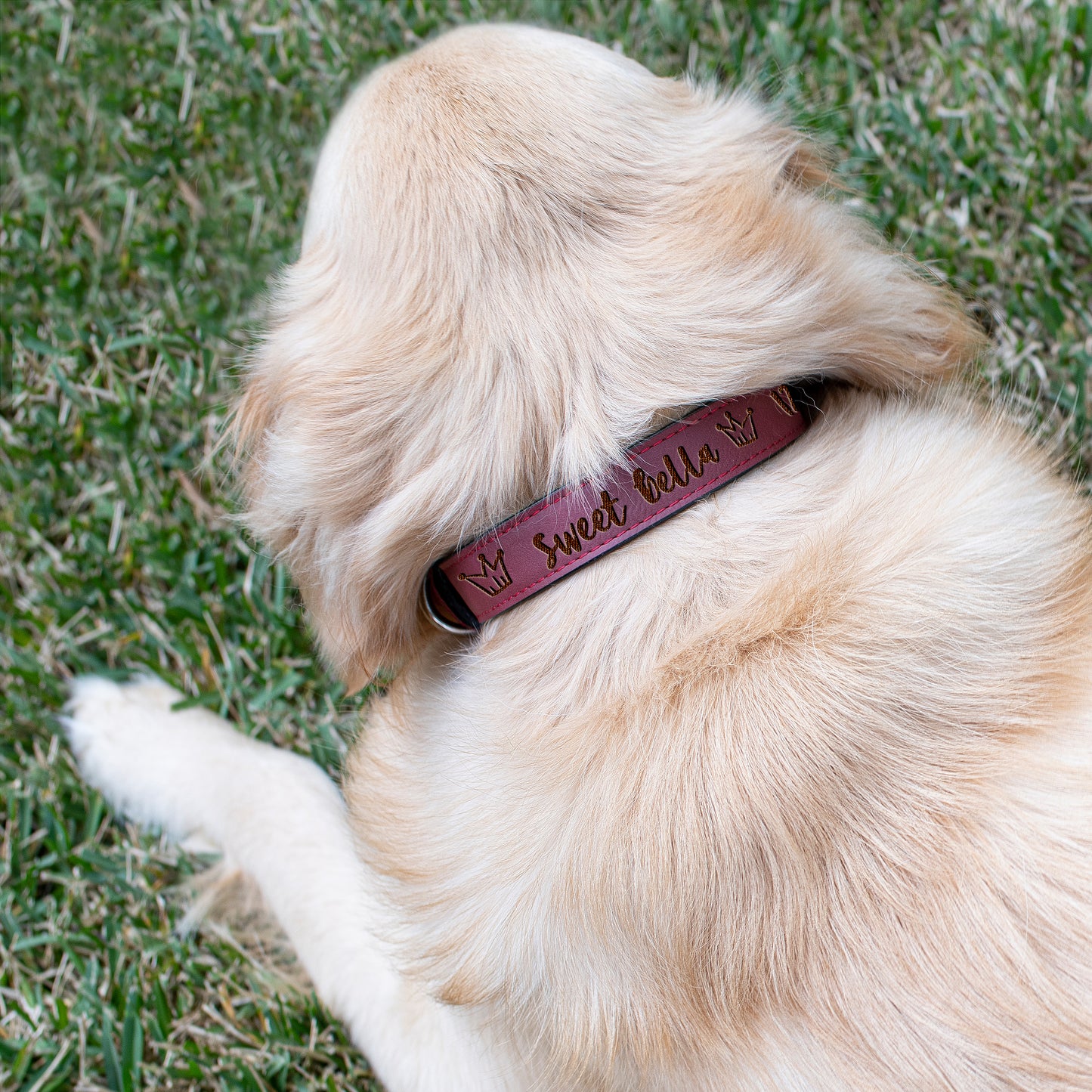 Pet Collars Design 6