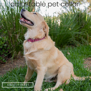 Pet Collars  Design 6