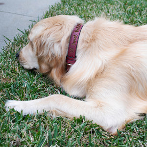 Pet Collars  Design 1